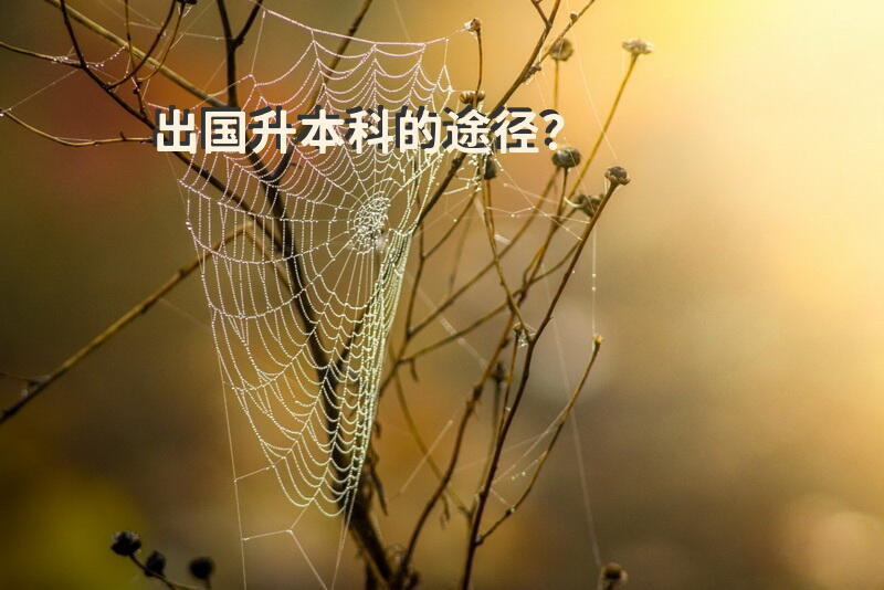 出国升本科的途径？