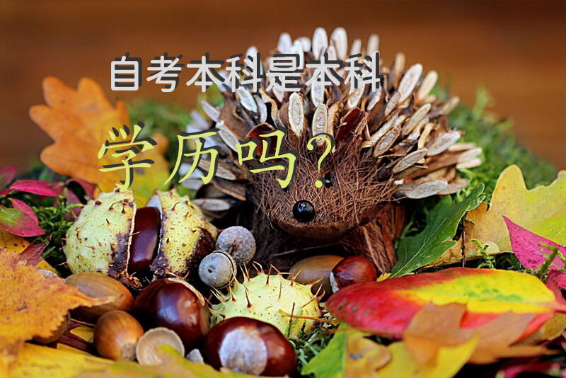 自考本科是本科学历吗？