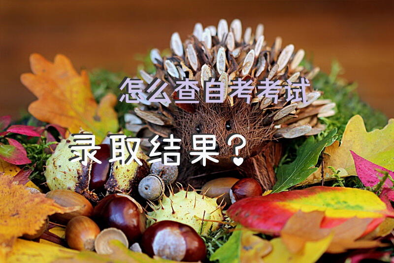怎么查自考考试录取结果？