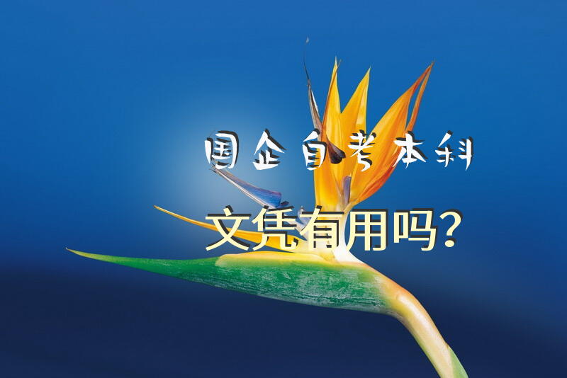 国企自考本科文凭有用吗？