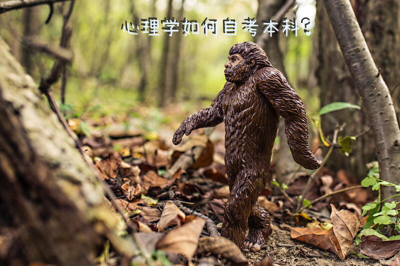 心理学如何自考本科？