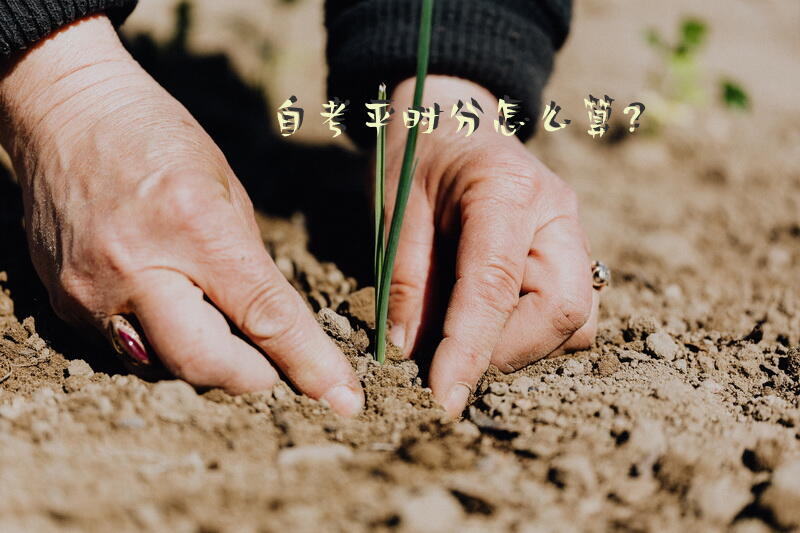 自考平时分怎么算？