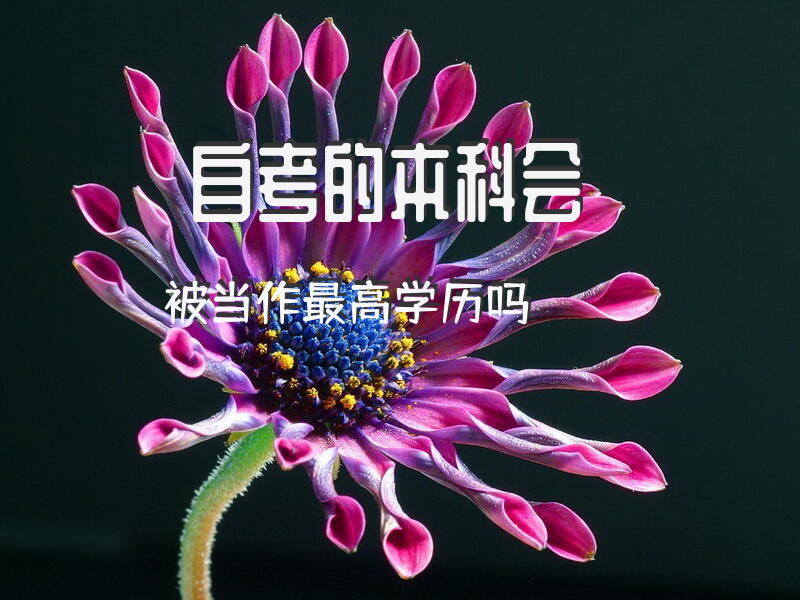 自考的本科，会被当作最高学历吗？